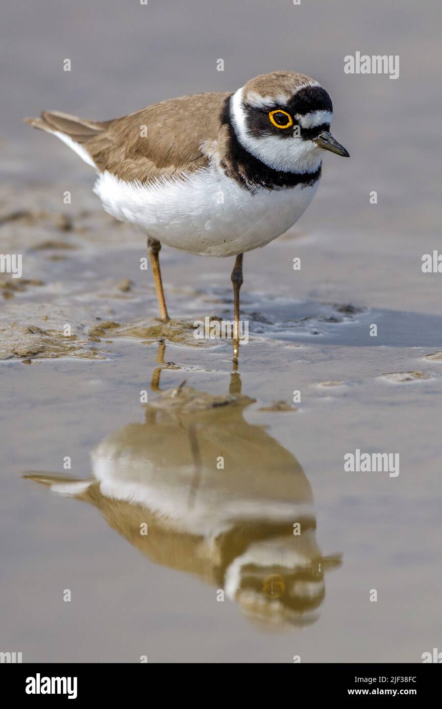 little ringed plover (Charadrius dubius), walking through shallow water , Germany, Baden-Wuerttemberg Stock Photo