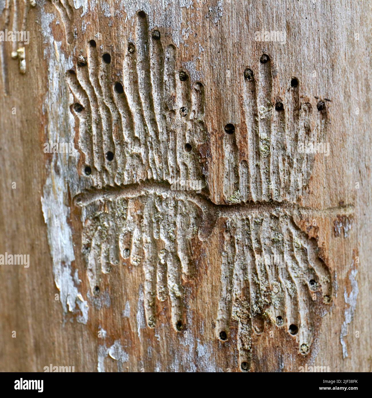 bark beetles, engraver beetles & ambrosia beetles, timber beetles ...