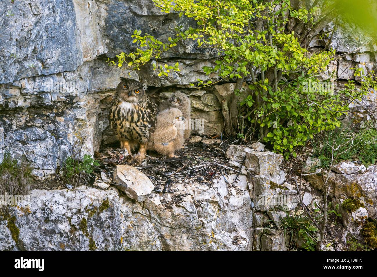 northern eagle owl (Bubo bubo), at the aerie with young animals, Germany, Baden-Wuerttemberg Stock Photo