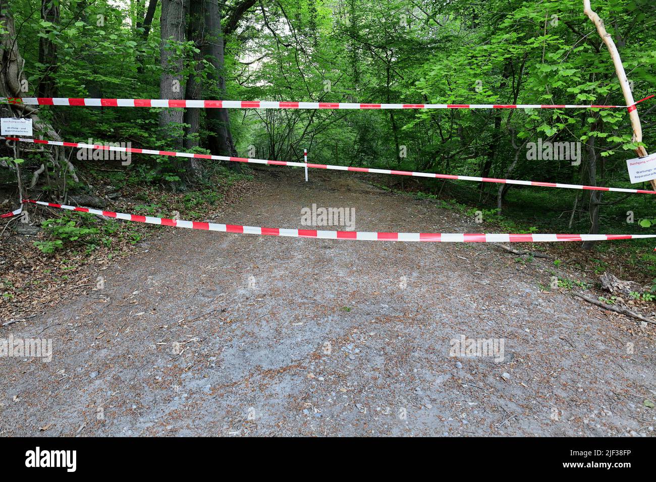 Roping a forest path off with barrier tape, Germany, North Rhine-Westphalia Stock Photo