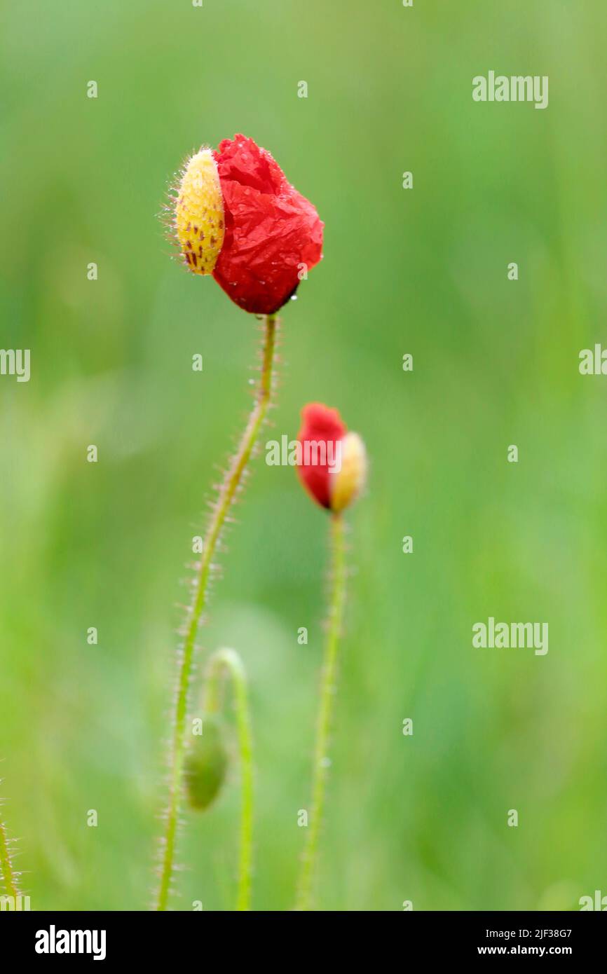 Common poppy, Corn poppy, Red poppy (Papaver rhoeas), opening flower buds, Germany, North Rhine-Westphalia Stock Photo