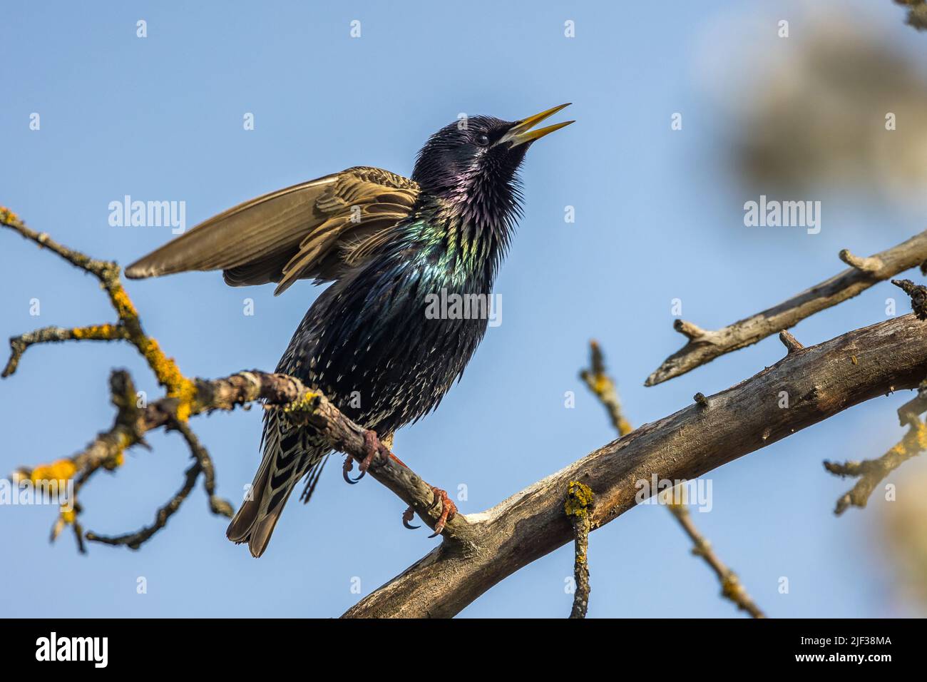 common starling (Sturnus vulgaris), singing on a branch, side view, Germany, Baden-Wuerttemberg Stock Photo