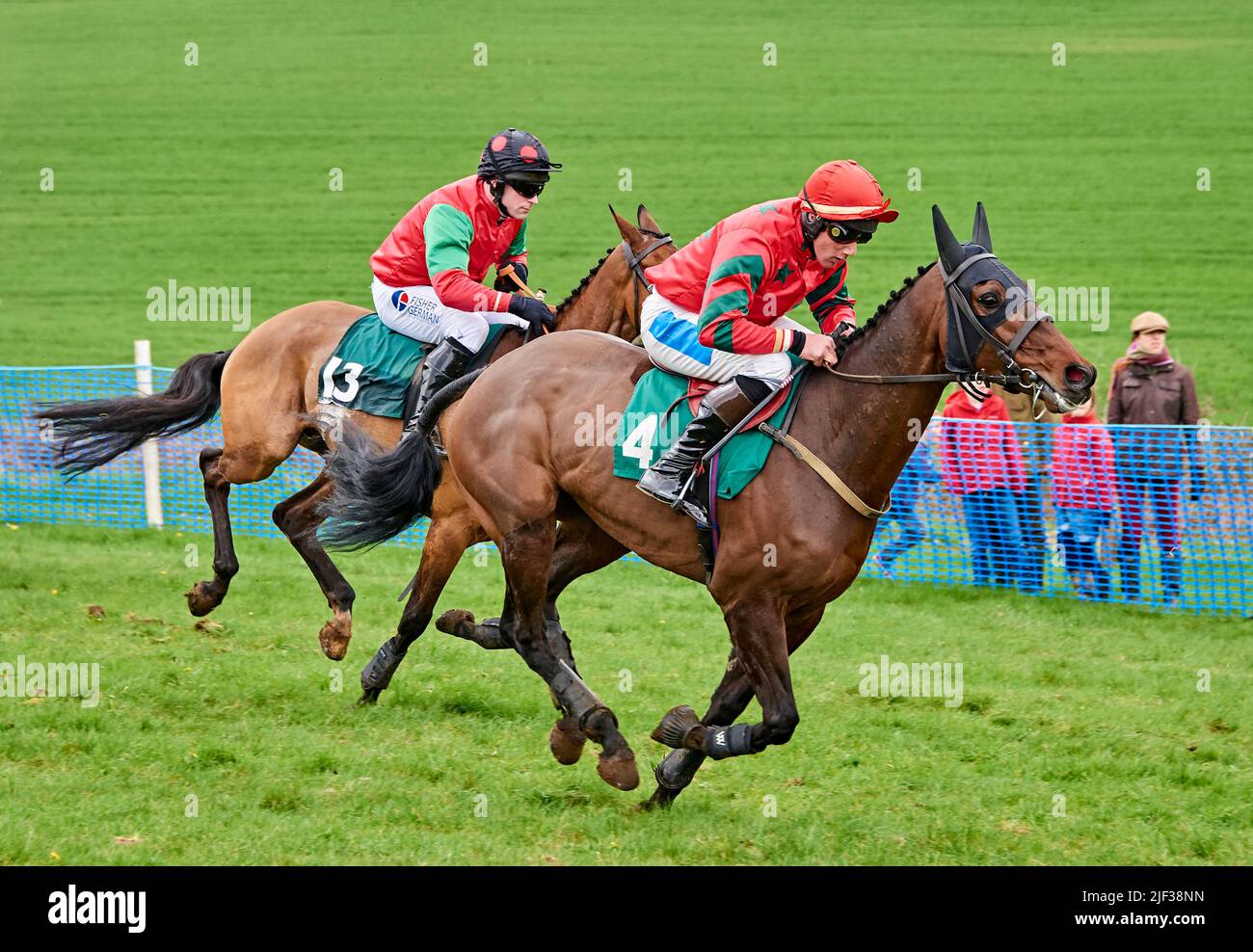 Two bay hunters galloping side by side during a point-to-point race meeting Stock Photo