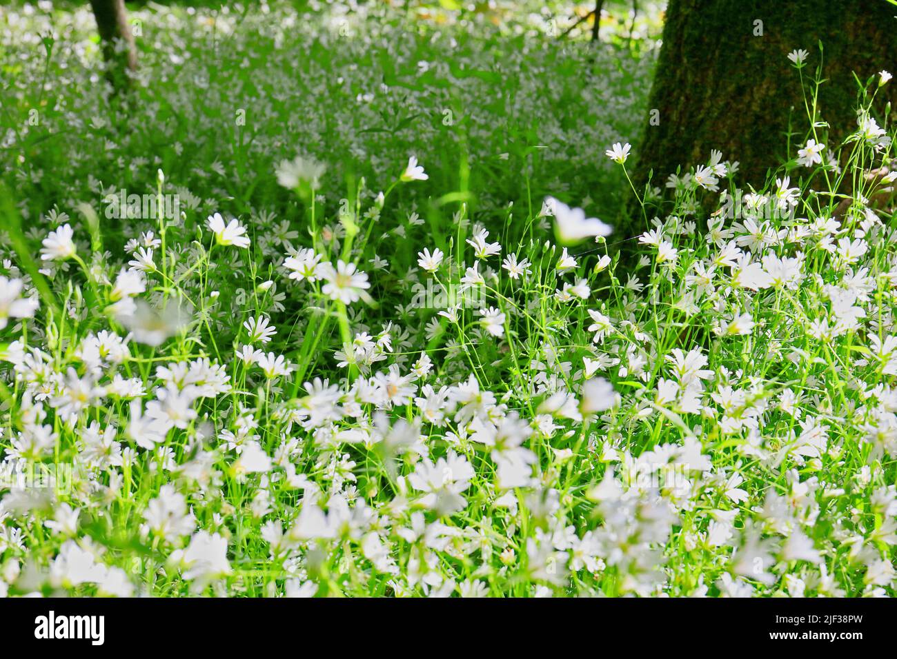 easterbell starwort, greater stitchwort (Stellaria holostea), blooming population, Germany, North Rhine-Westphalia Stock Photo