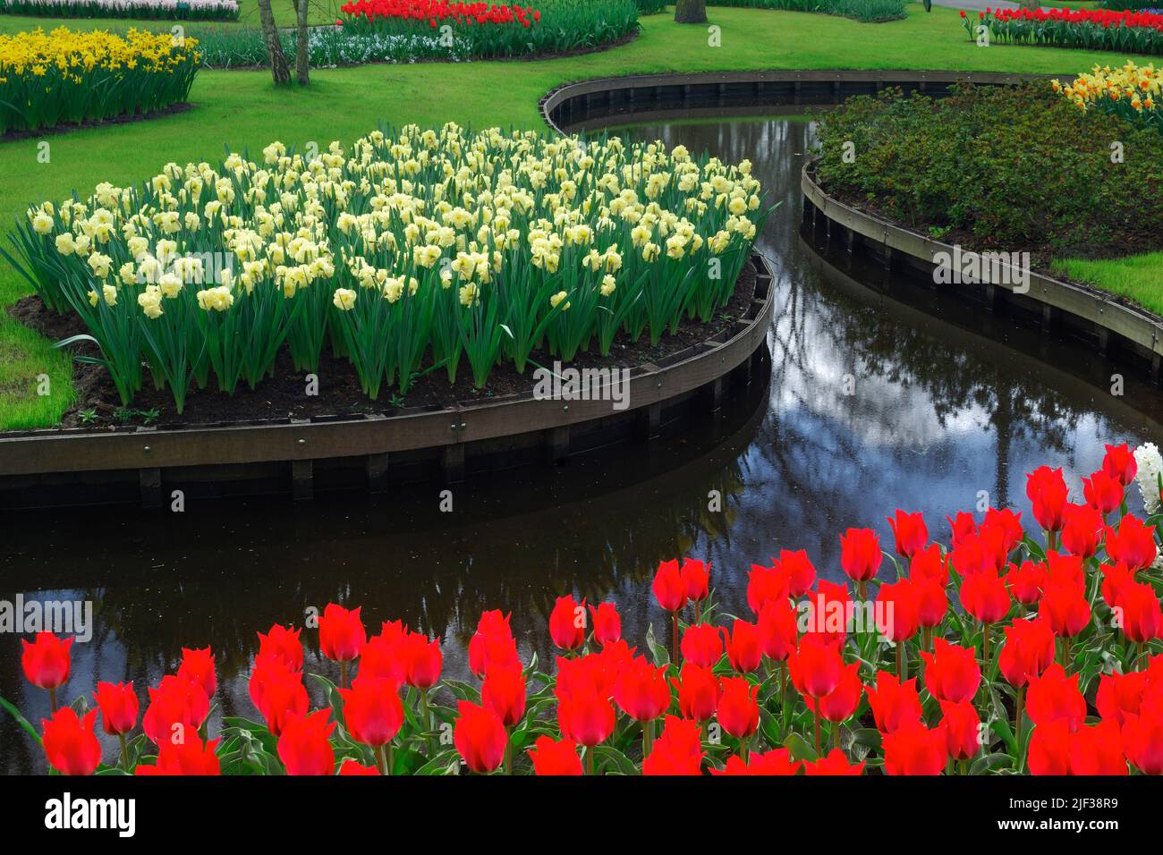 common garden tulip (Tulipa gesneriana), park with artificial brookbetwwen flowerbeds with tulips and daffodils Stock Photo