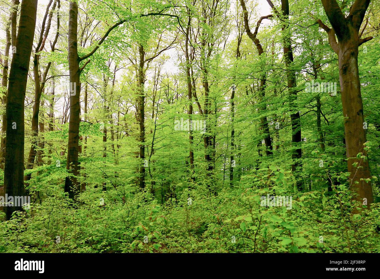 forest in spring, Germany, North Rhine-Westphalia Stock Photo