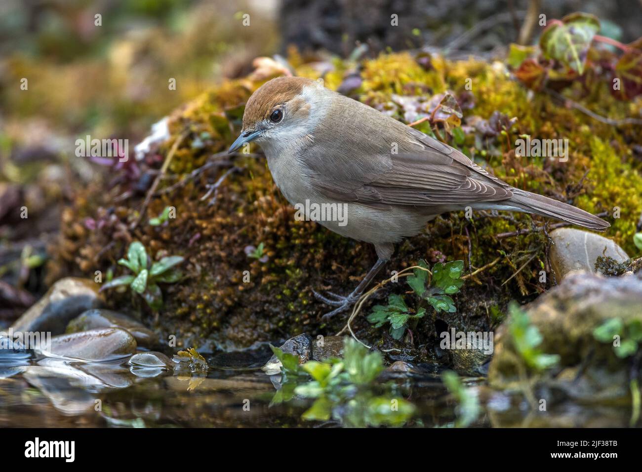 blackcap (Sylvia atricapilla), female perching at a shore, side view, Germany, Baden-Wuerttemberg Stock Photo