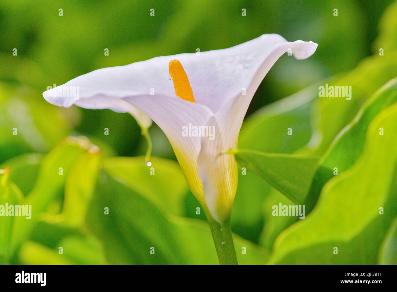 common calla lily, Jack in the pulpit, florist's calla, Egyptian lily, Arum Lily (Zantedeschia