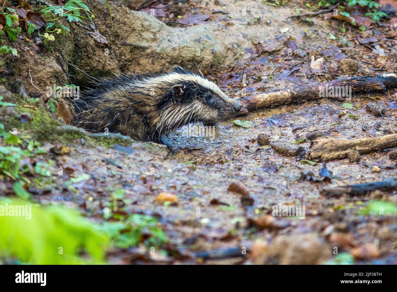 Old World badger, Eurasian badger (Meles meles), young animal looking out a den, side view, Germany, Baden-Wuerttemberg Stock Photo