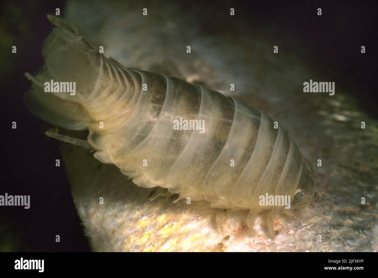 Parasitic fish isopod hi-res stock photography and images - Alamy
