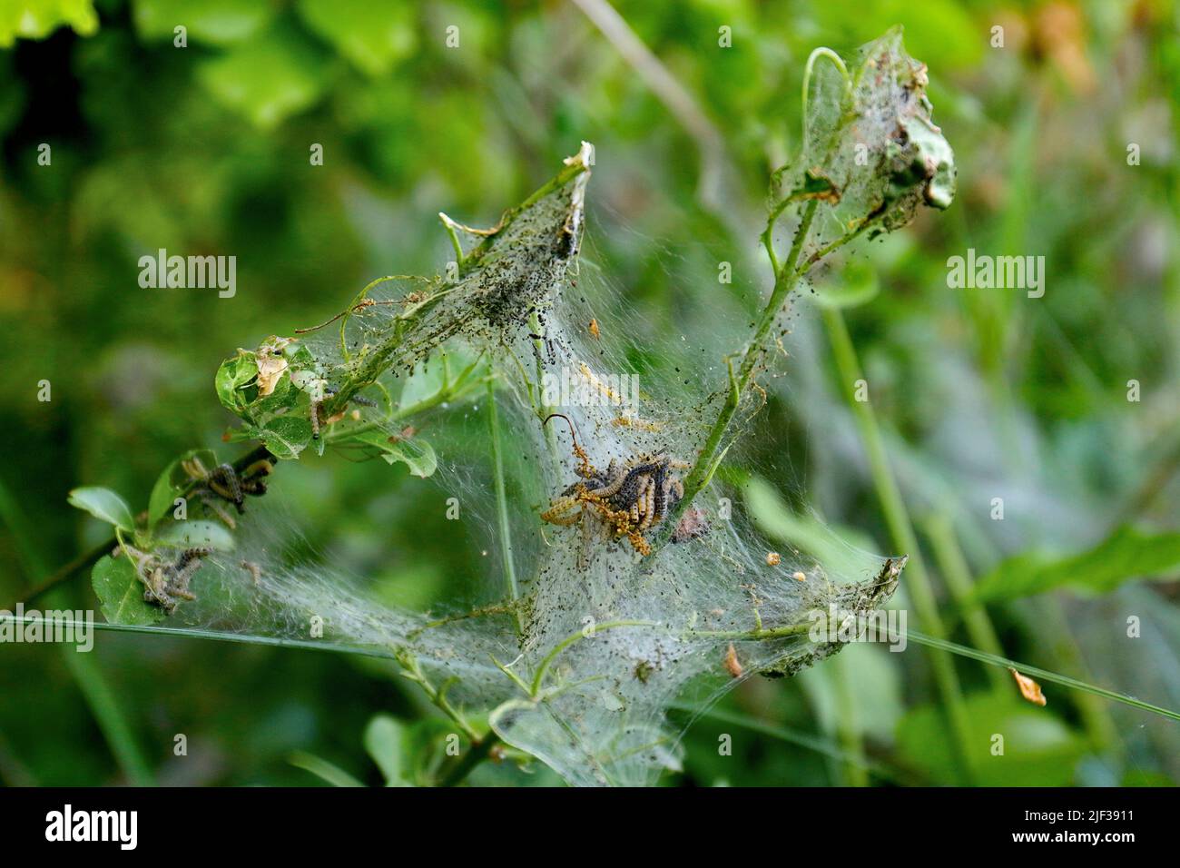 Spindle Ermine (Yponomeuta cagnagella, Yponomeuta cagnagellus), caterpillars in weave on spindle shrub, Germany, North Rhine-Westphalia Stock Photo