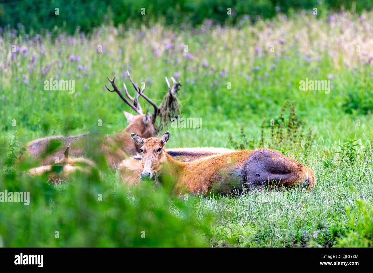 A group of brown milu deer laying on a floral field Stock Photo