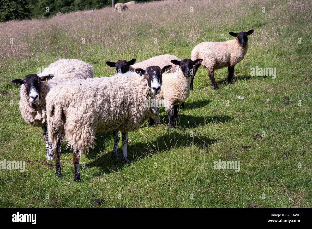 Shaggy sheep in a field in summer Stock Photo