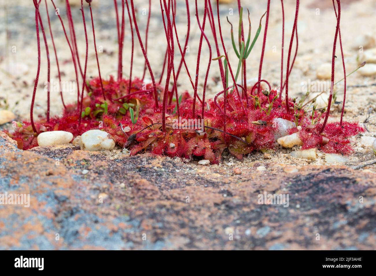 Group of some Sundews (a carnivorous plant of the genus Drosera) seen on the Bokkeveld Plateau near Nieuwoudtville, Northern Cape of South Afric Stock Photo