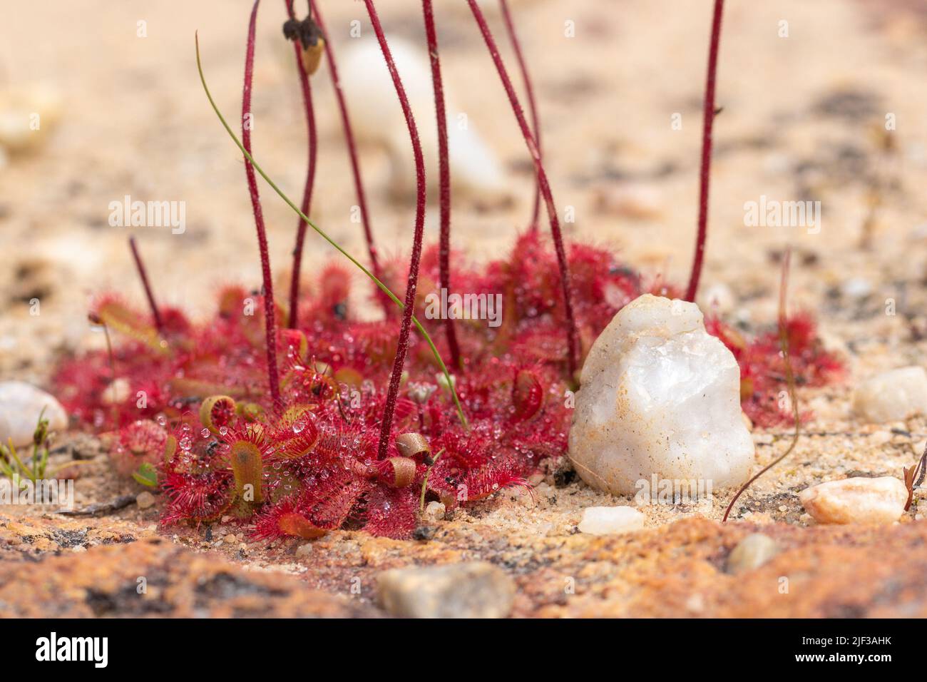 Drosera sp. with red rosettes and small white stone seen on the Bokkeveld Plateau near the town of Nieuwoudtville in South Africa Stock Photo