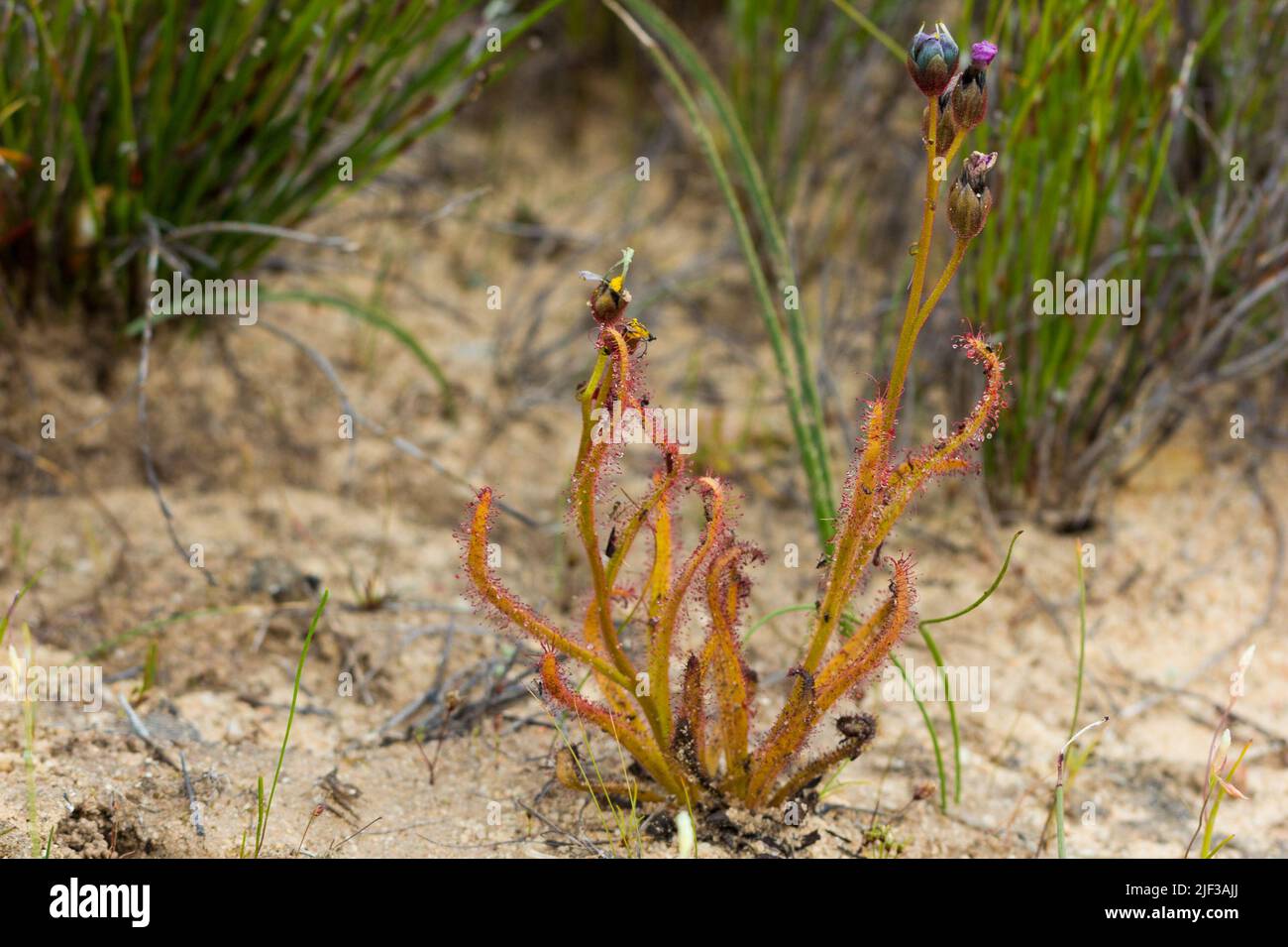 South African Wildflowers: Drosera cistiflroa (a carnivorous plant) seen on the Bokkeveld Plateau in the Northern Cape of South Africa Stock Photo