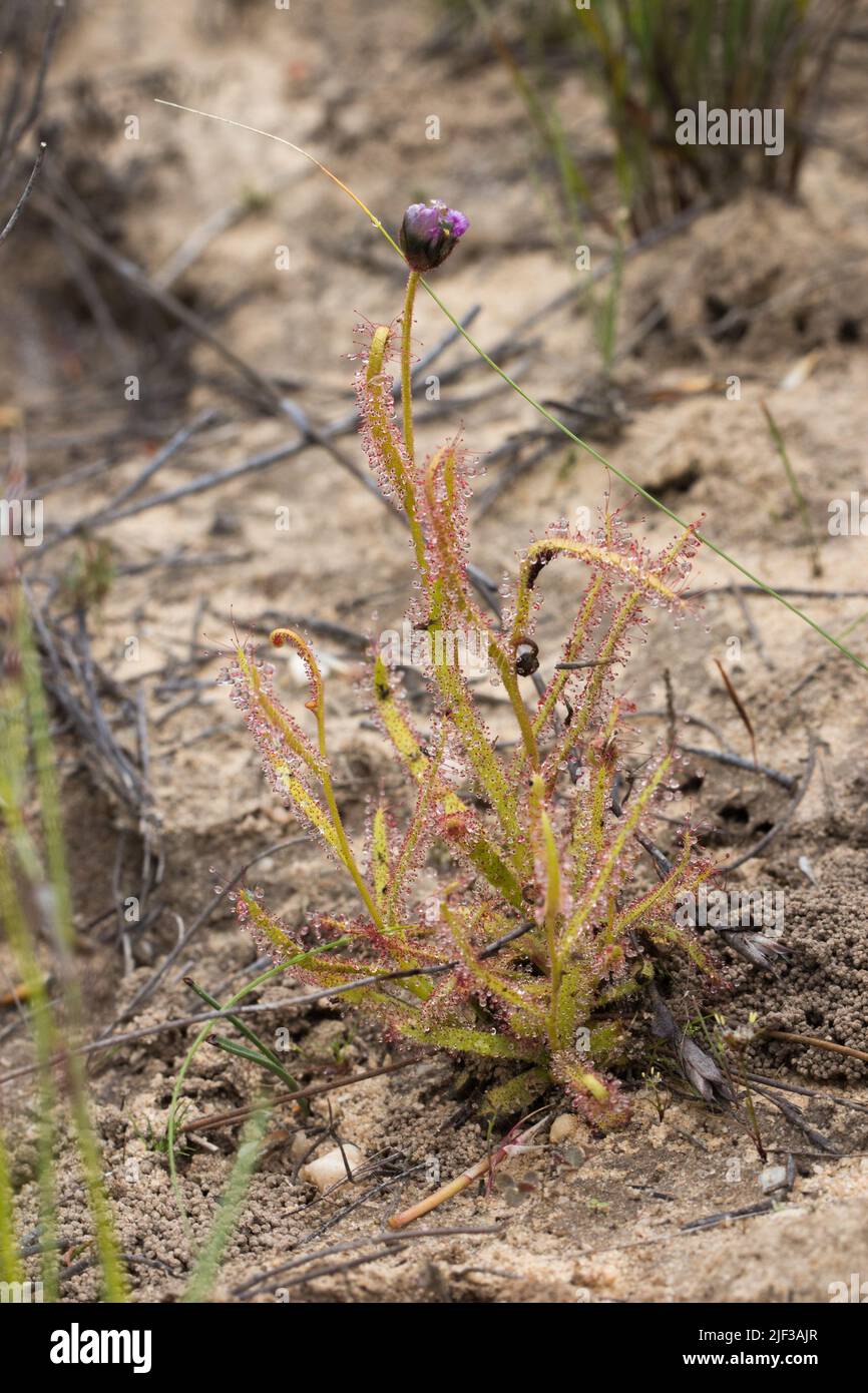 Single plant of the Sundew Drosera cistiflora on the Bokkeveld Plateau in the Northern Cape of South Africa Stock Photo