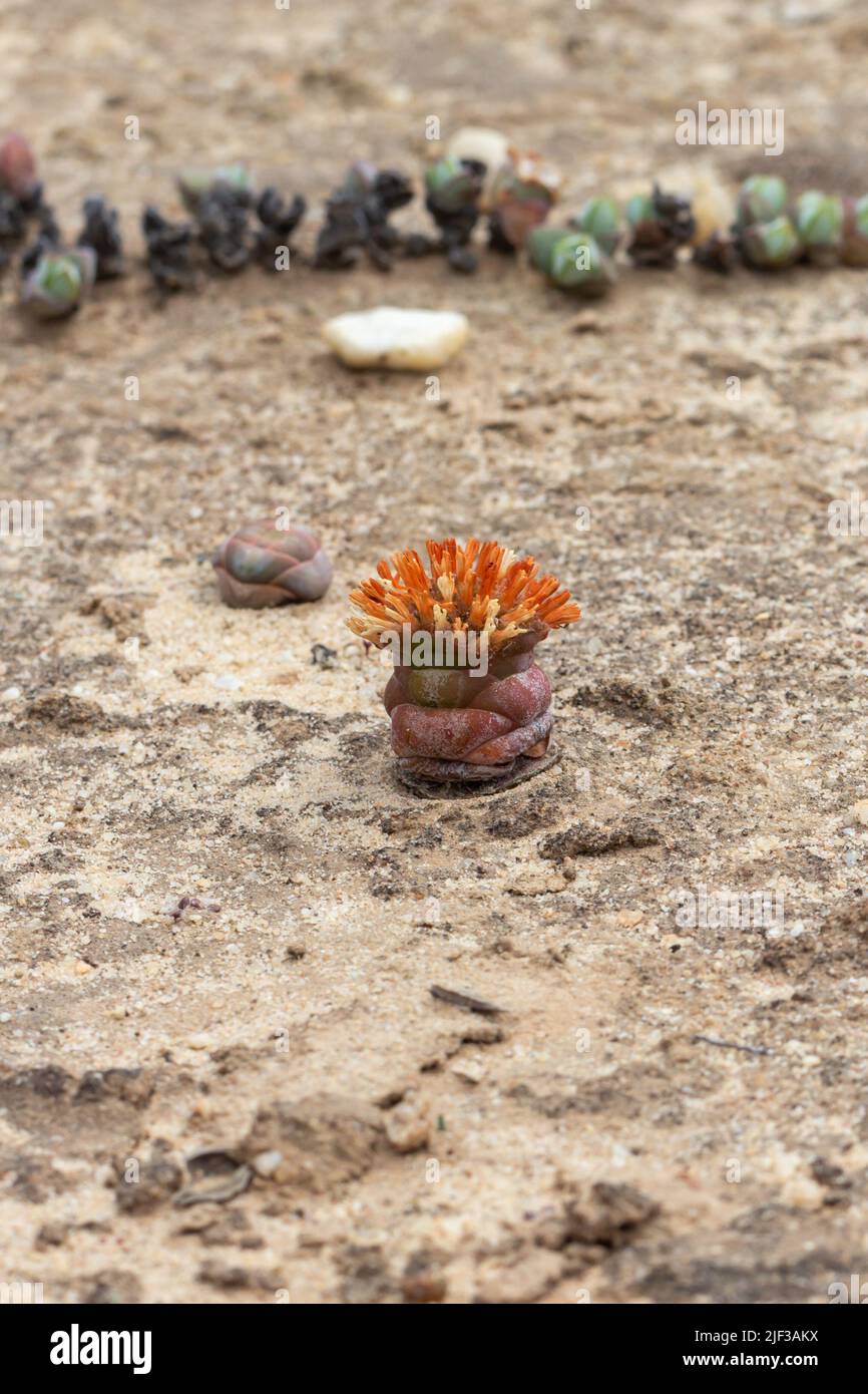 Crassula columnaris, a succulent plant, close to Nieuwoudtville, Northern Cape, South Africa Stock Photo