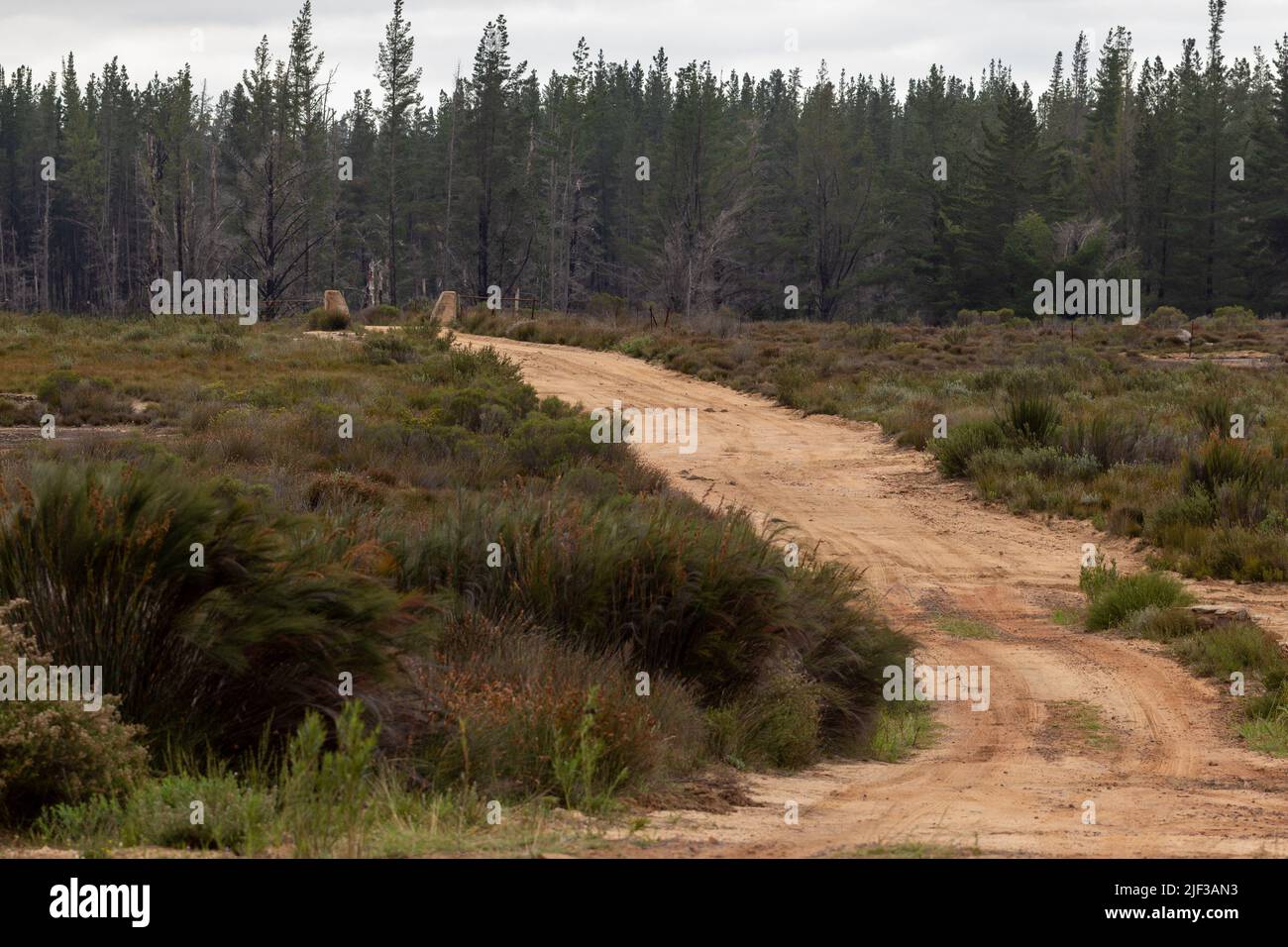 untarred road with trees in the background near Nieuwoudtville  in the Northern Cape of South Africa Stock Photo