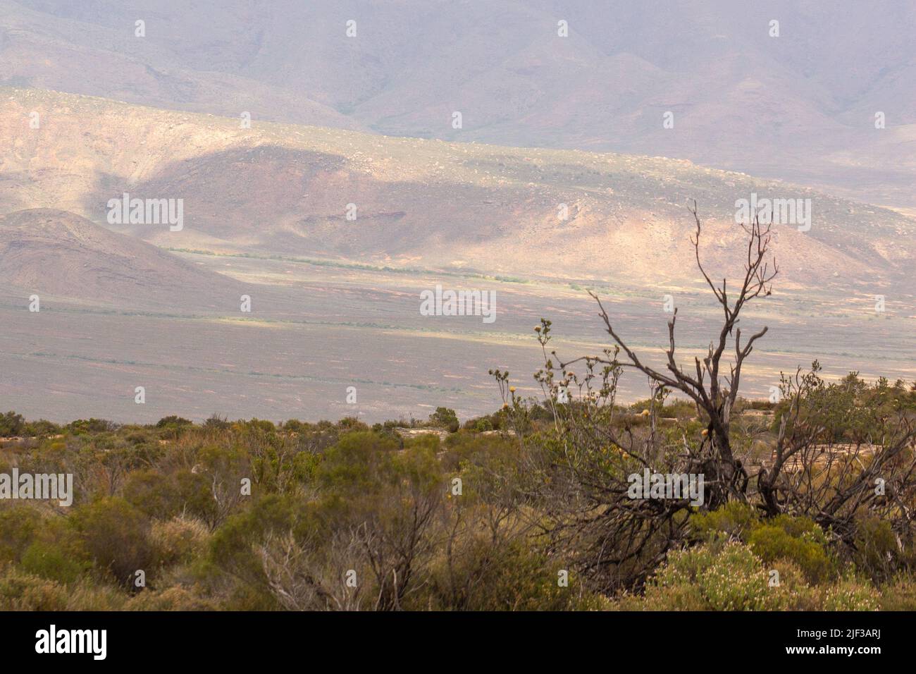 Panorama in the Oorlogskloof Nature Reserve with a tree in the foreground and mountains in the background close to Nieuwoudtville, Northern Cape Stock Photo