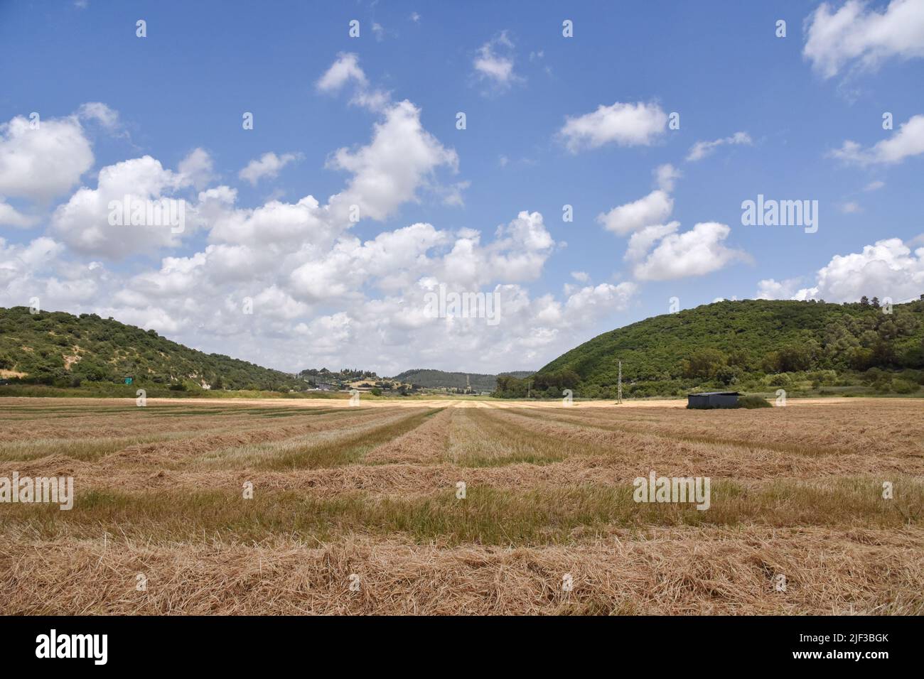 A close up of a dry grass field. High quality photo Stock Photo