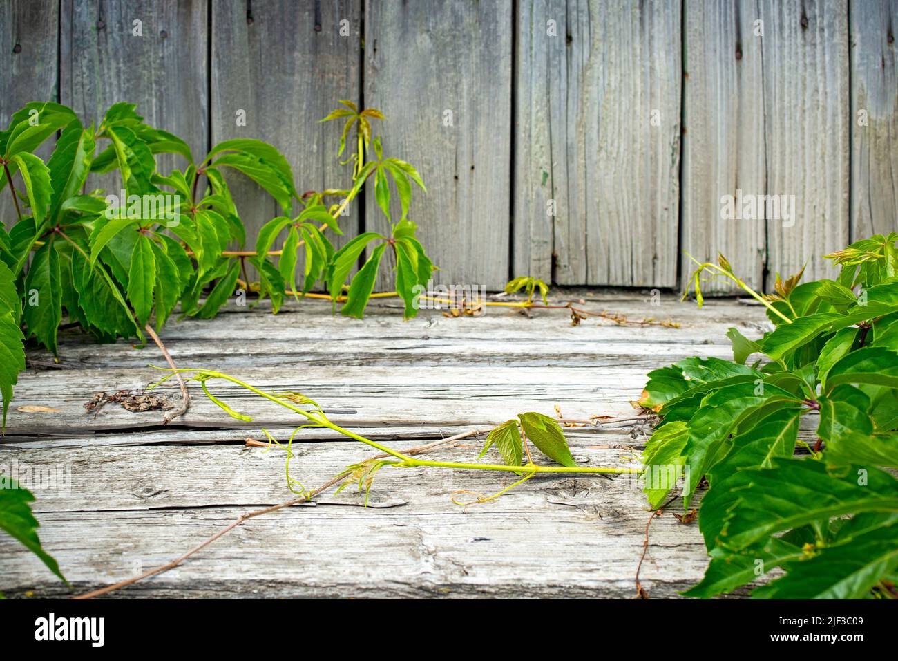 Old weathered wood boards stage, with vivid green virginia creeper vines. Product display mockup. Stock Photo