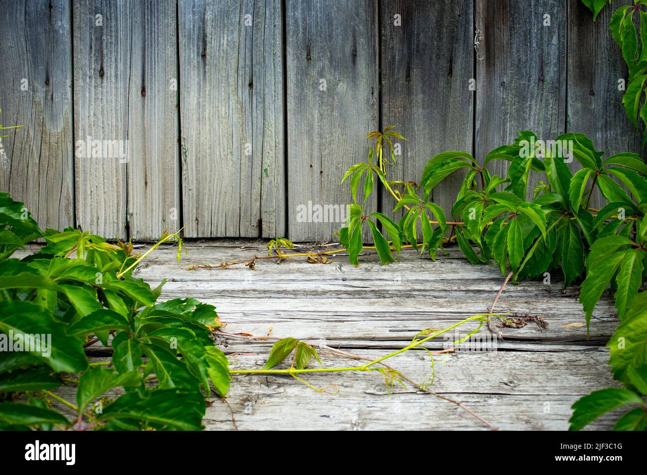 Virginia creeper or victoria creeper vines on a weathered wood boards deck. Product display backdrop. Stock Photo