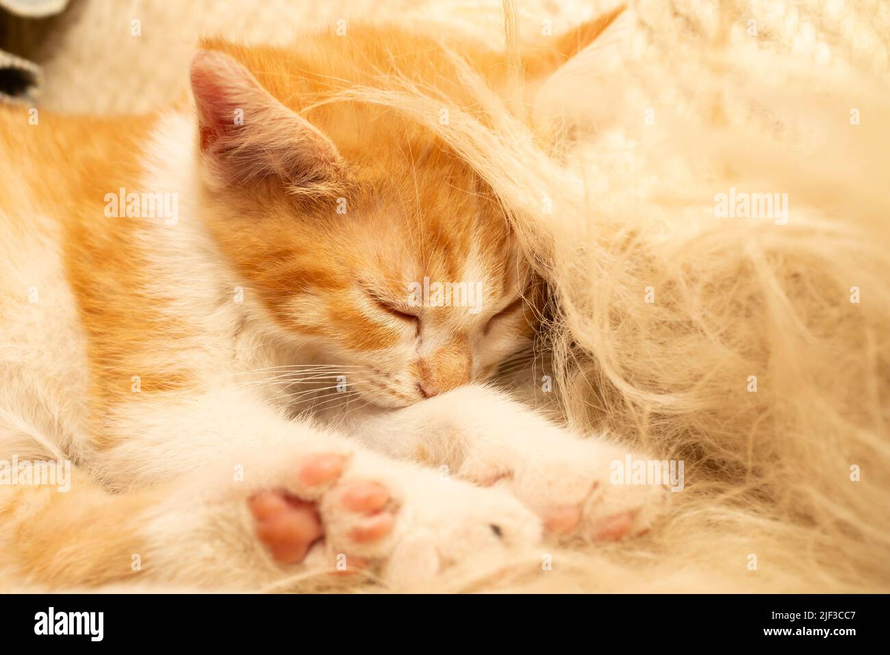 small ginger kitten sleeping on a wooly fuzzy blanket Stock Photo - Alamy