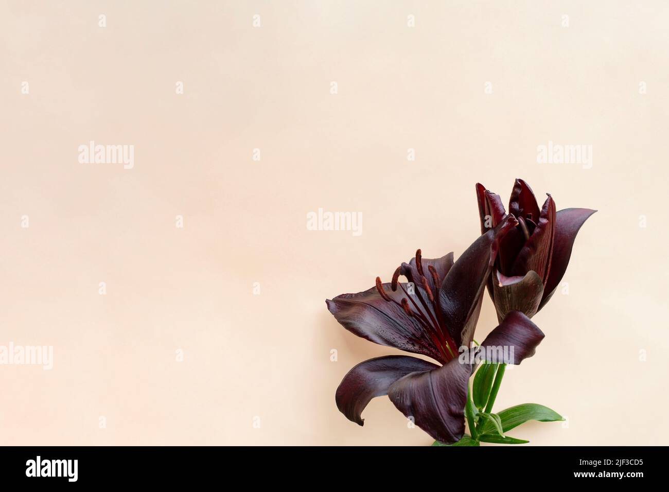 Black 'landini' lily flower, soft focus isolated on cream background. Copy space for text with a rare elegant flower. Stock Photo