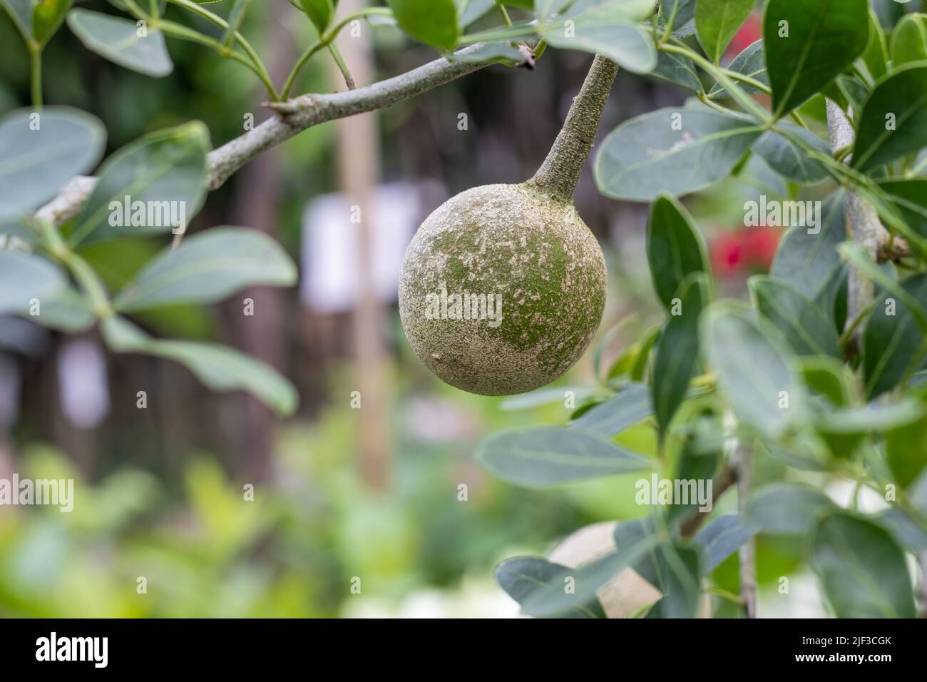 Limonia acidissima fruit or wood apple growing on a branch close up with copy space Stock Photo