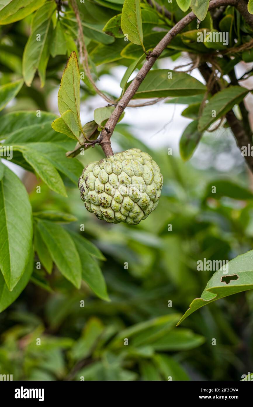 Fresh annona fruit or sugar apple growing on the tree Stock Photo