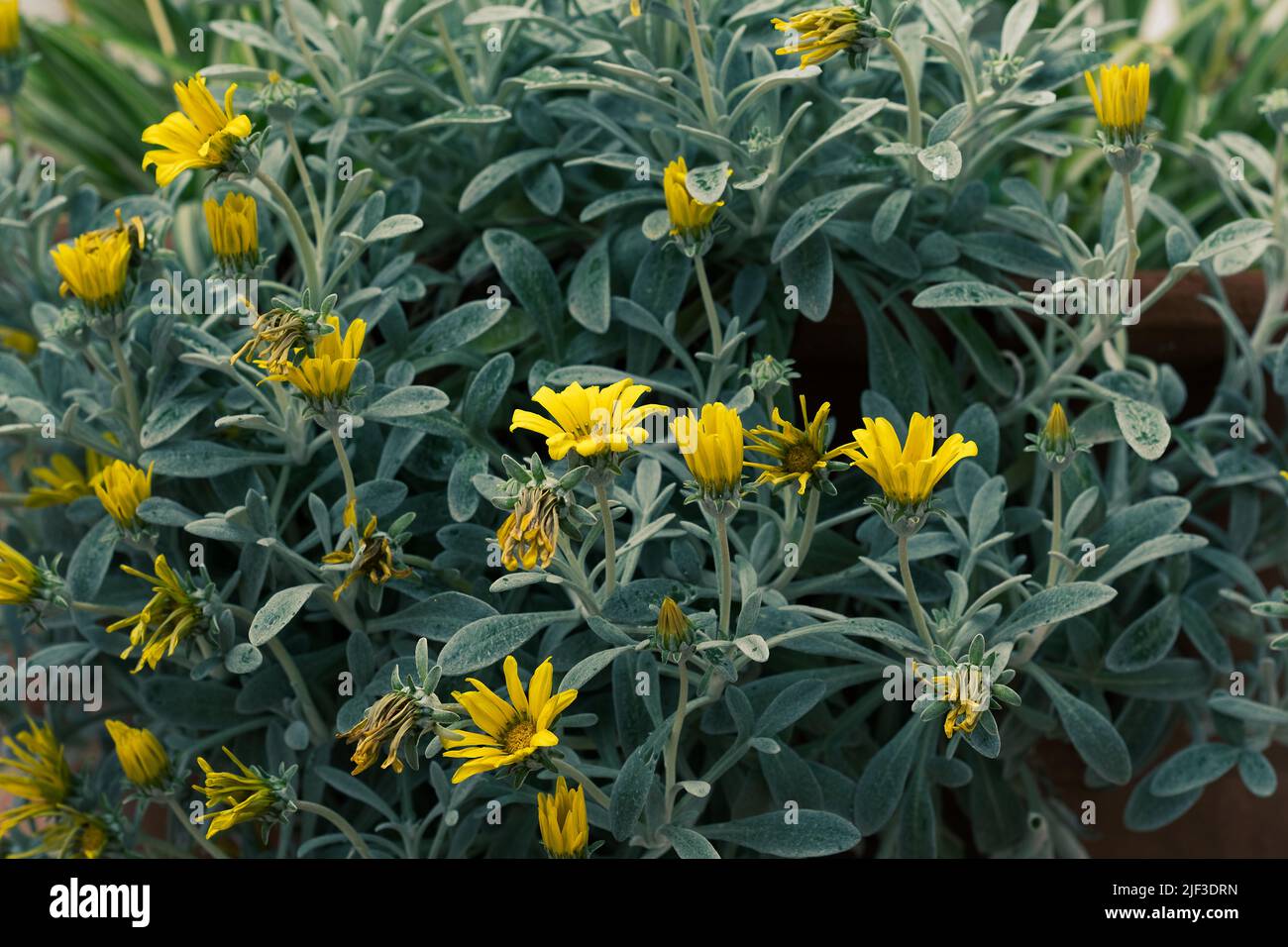 Yellow flowering daisies, background. Plant breeding in the home garden Stock Photo