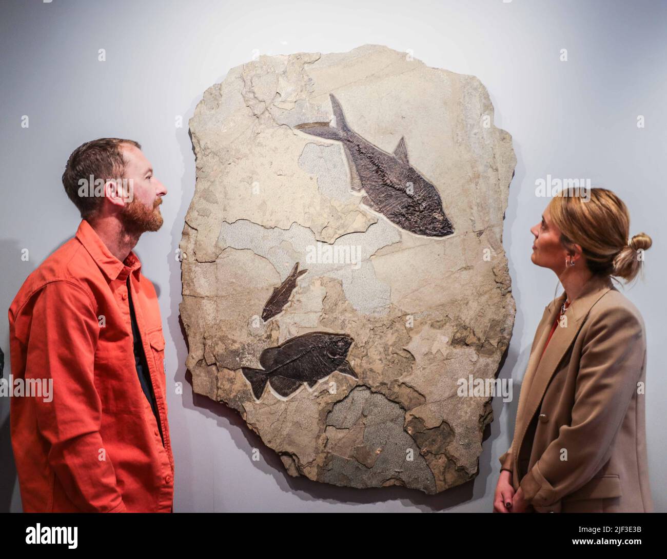 Cambridge, UK. 29th June, 2022. Palm and Fish Mural Palmoxylon and Knightia species Late Jurassic (163 - 145 million years ago) 136 x 84 x 4 cm Green River Formation, Montana, US Est £18,000.Extraordinary Objects Gallery, 14 Green St, From 2 July - 2 October 2022 Credit: Paul Quezada-Neiman/Alamy Live News Stock Photo