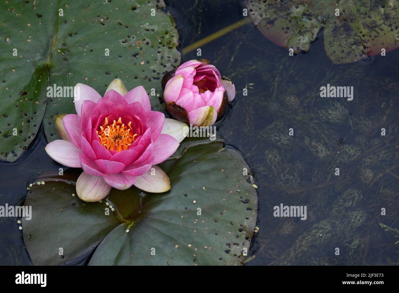 Water lilies in a pond Stock Photo