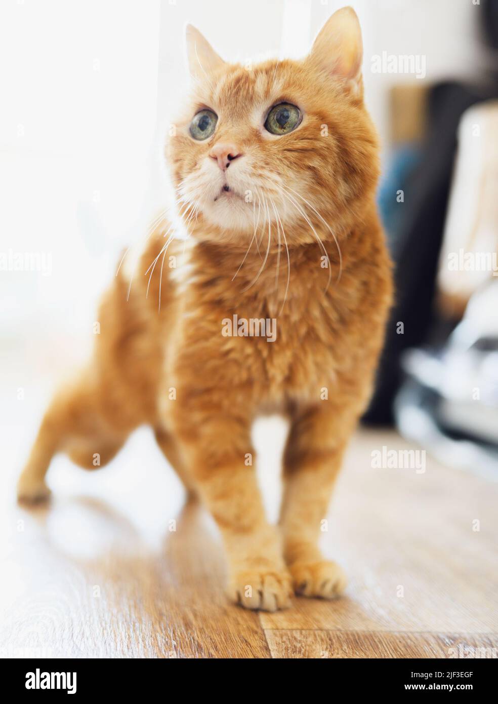 Beautiful ginger cat. Selective focus on eyes. Stock Photo