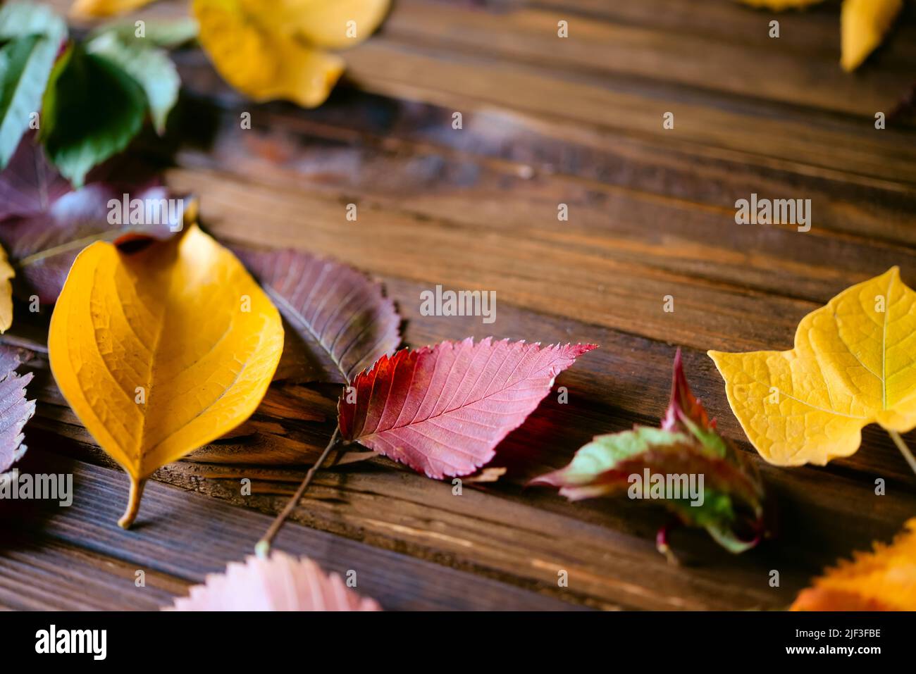 Autumn frame for your idea and text. Autumn fallen dry leaves of yellow, red, orange, laid out on the left side of the frame on an old wooden board of brown color. The pattern of autumn Stock Photo