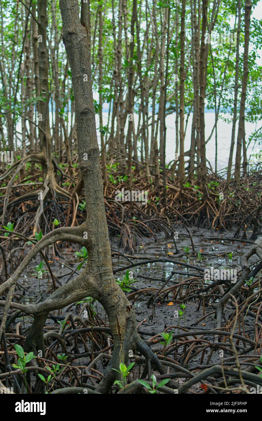 The mangrove forest of Khung Kraben Bay at Chanthaburi, Thailand. Vertical image of the mangrove forest. Stock Photo