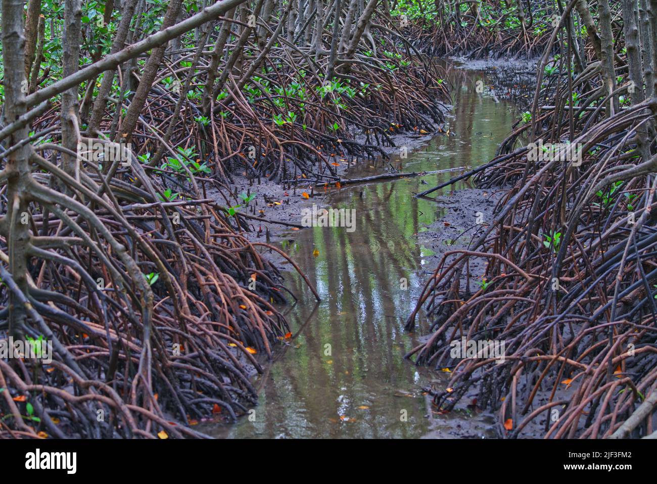 In the mangrove forest, a small stream that flows through the mangrove forest. Stock Photo
