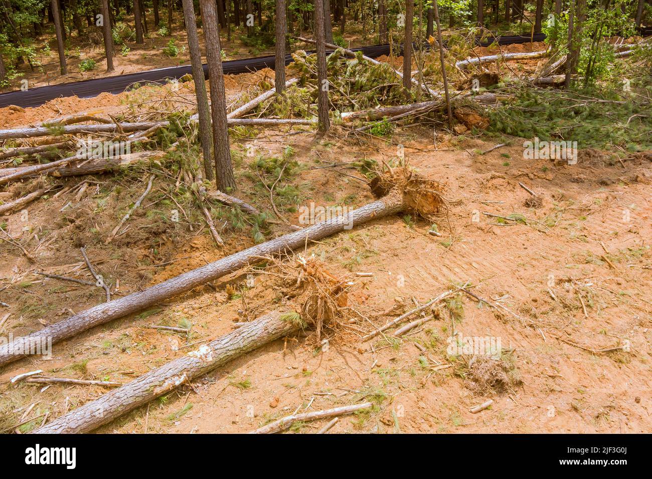 Digging up tree stumps and roots after deforestation of forest to
