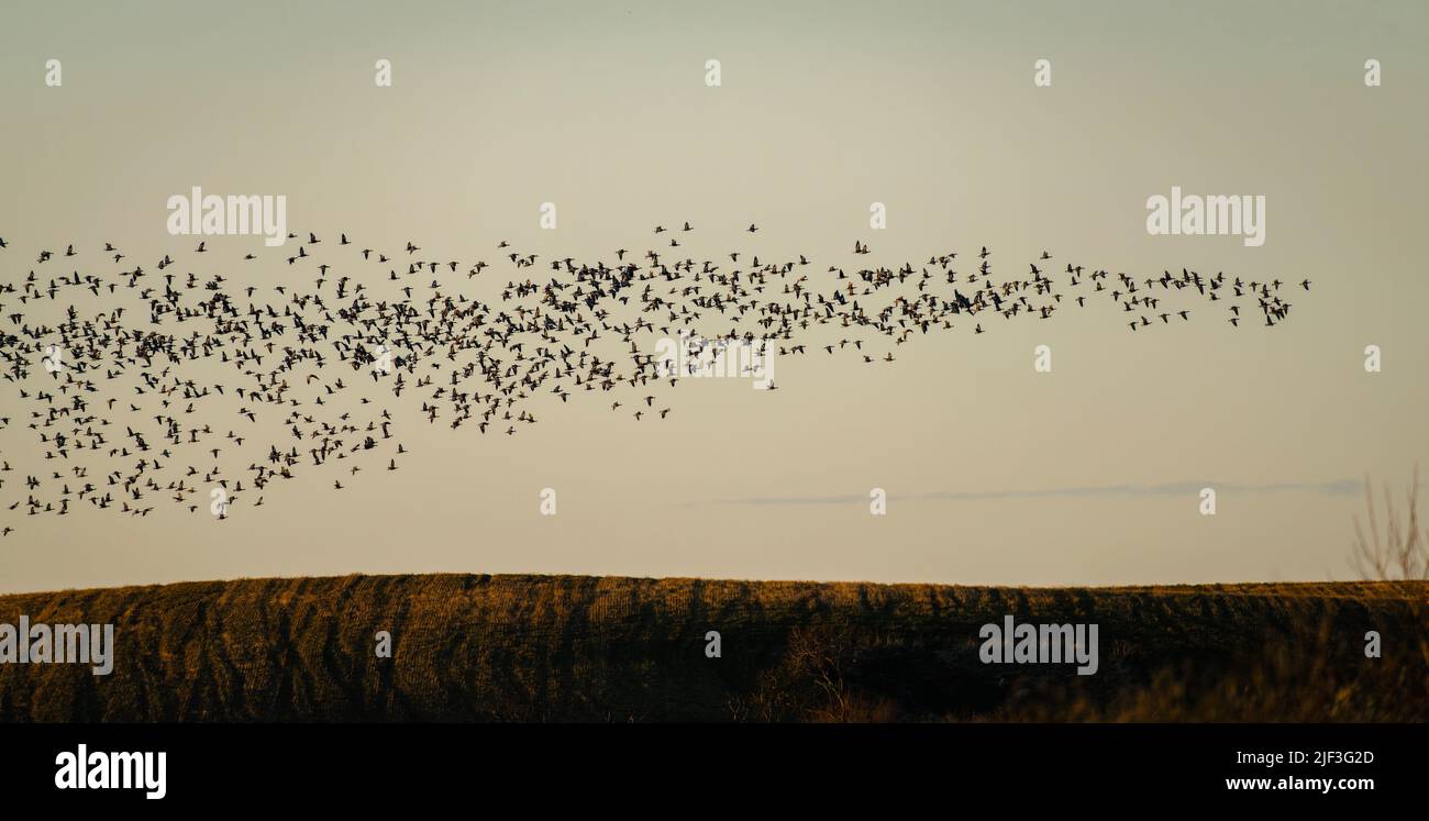The flock of birds flying in the pale beige sky. Stock Photo