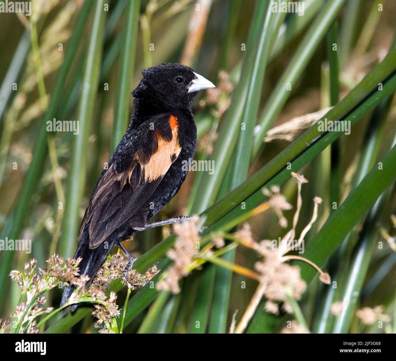 Fantailed Widowbird (Euplectes axillaris) from Ngorongoro Crater