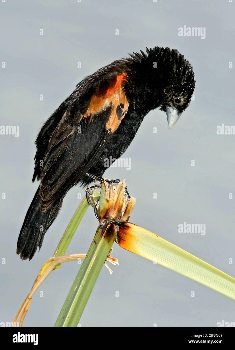 Fantailed Widowbird (Euplectes axillaris) from Ngorongoro Crater
