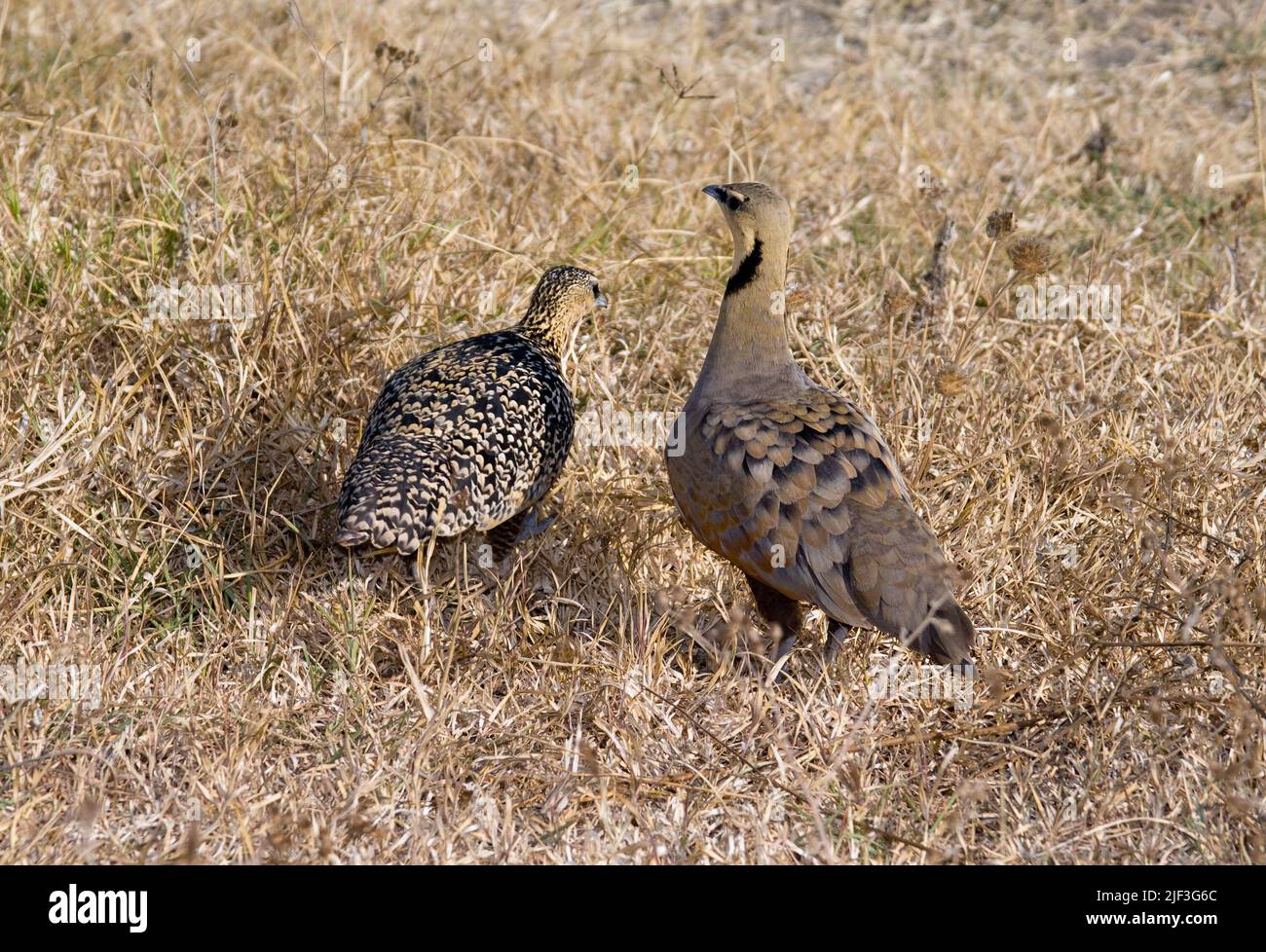 Pair of yellow-throated sandgrouse (Pterocles gutturalis) from Ngorongoro Crater, Tanzania. Stock Photo