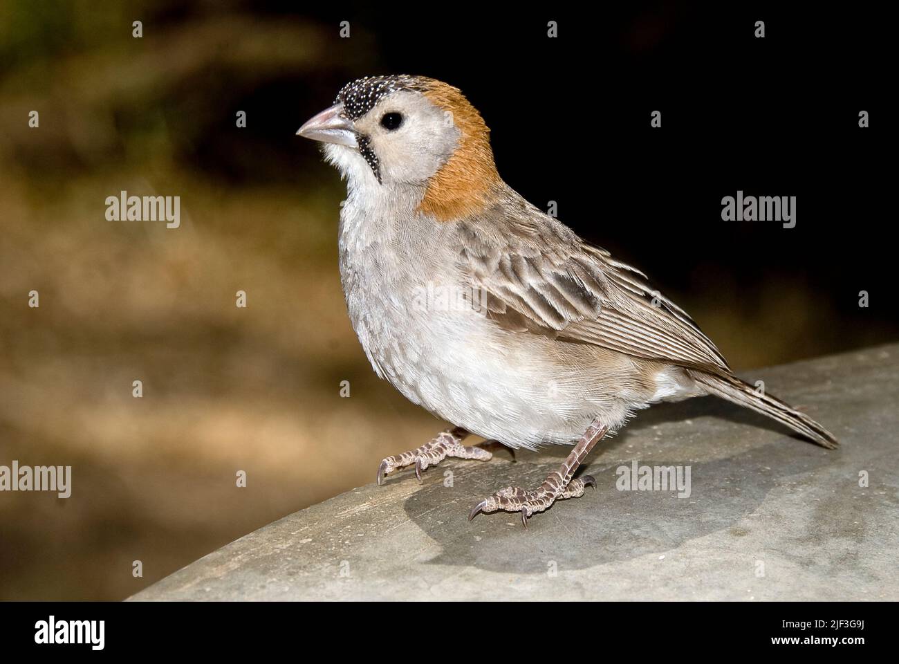 Speckle-fronted weaver (Sporopipes frontalis) from Serengeti, Tanzania. Stock Photo