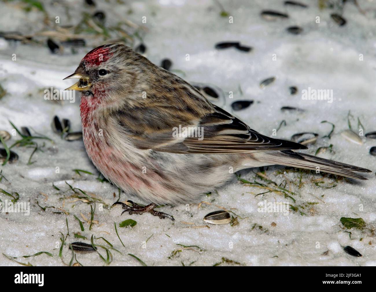 Common Redpoll (Carduelis flammea) from South-western Norway. Stock Photo