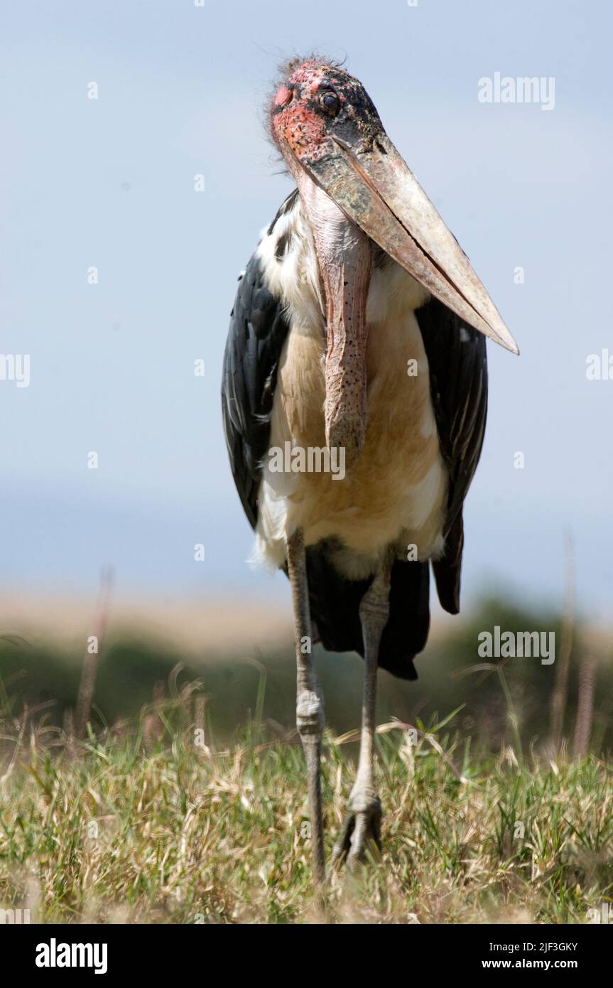 Marabou Stork (Leptoptilos crumeniferus) from maasai Mara, Kenya Stock Photo