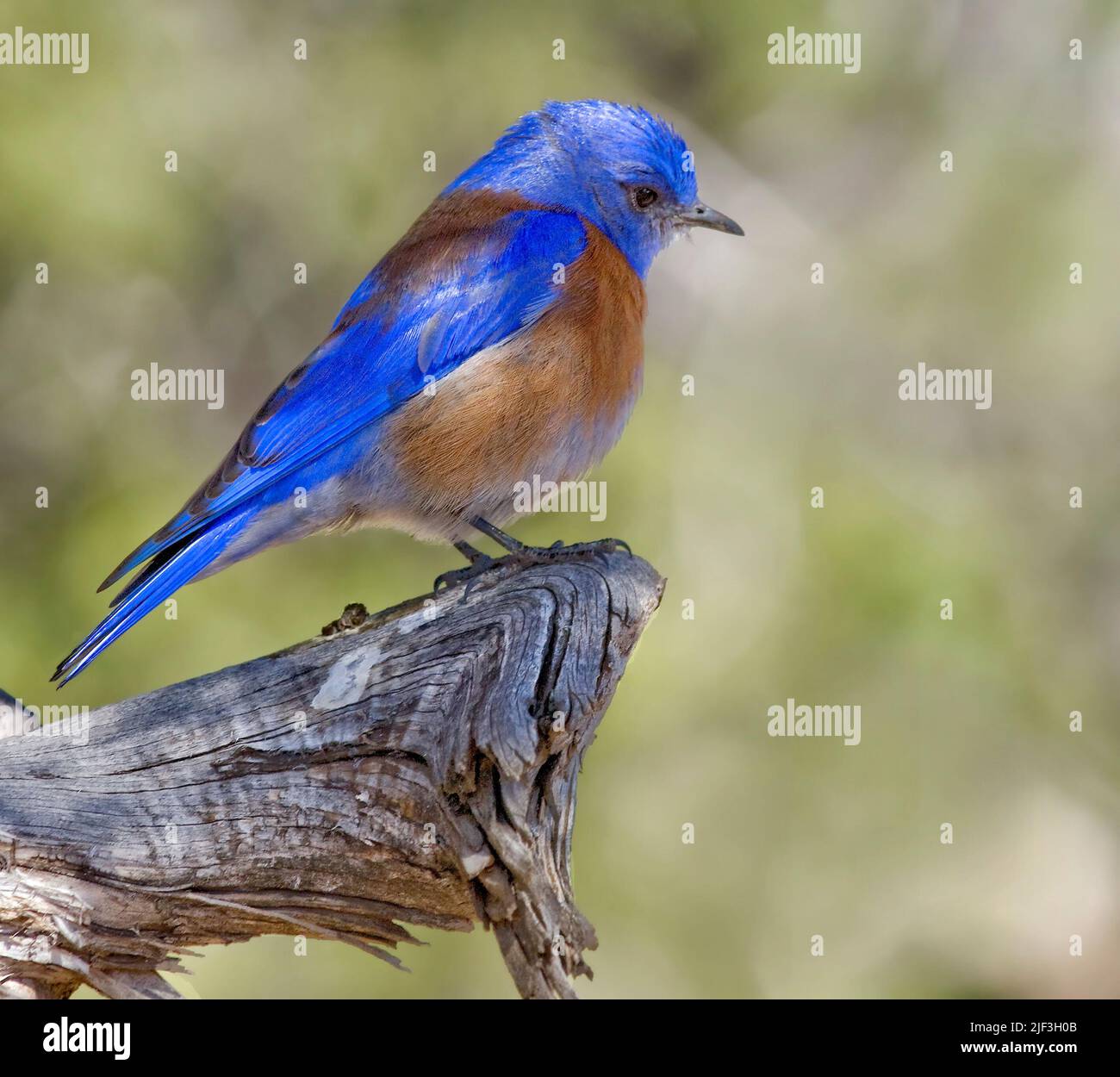 Western Bluebird (Sialia mexicana) from Grand Canyon, Arizona, USA