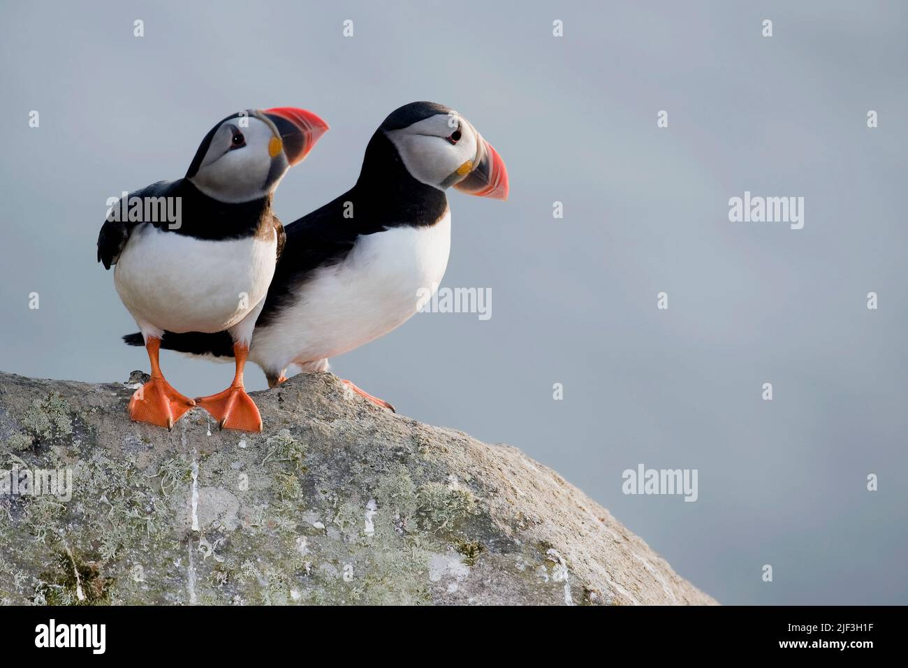 Atlantic Puffin, Fratercula arctica, from the island of Runde, north-western Norway. Stock Photo