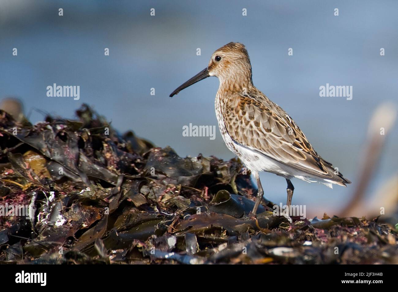 Dunlin, Calidris alpina, from south-western Norway Stock Photo