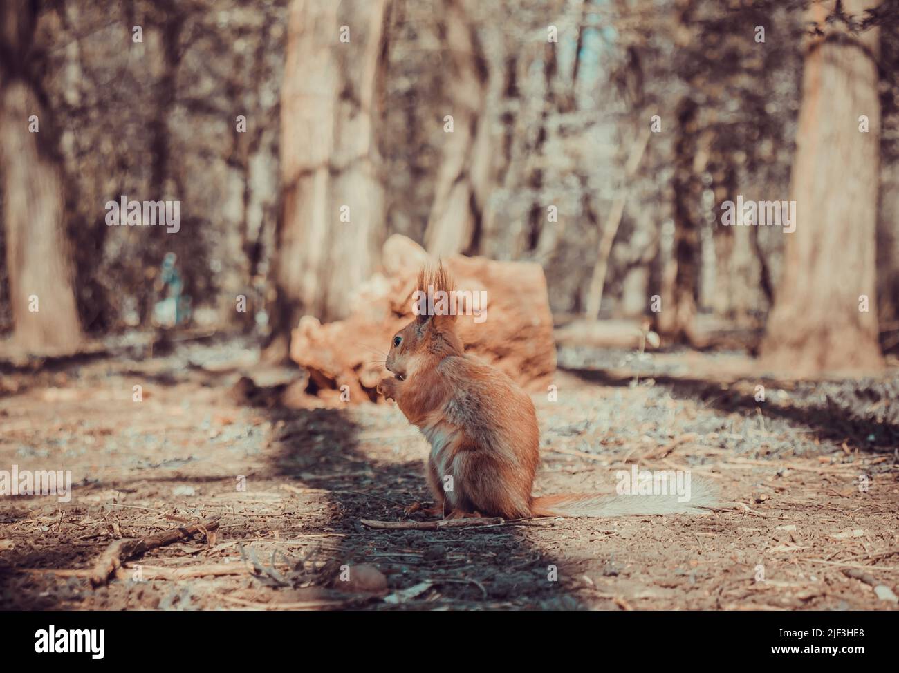 squirrel eats nuts Stock Photo